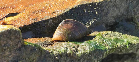 Zebra Mussels Found In Geary State Fishing Lake