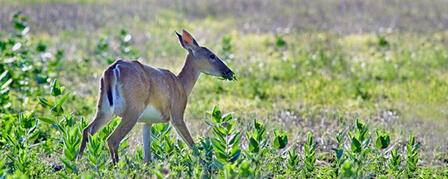 LEFTOVER NONRESIDENT WHITE-TAILED DEER PERMITS STILL AVAILABLE