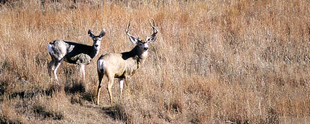 RESIDENT FIREARM EITHER-SPECIES/EITHER-SEX DEER PERMIT APPLICATION DEADLINE JULY 12