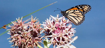 Kansas Wetlands Education Center Butterfly Festival