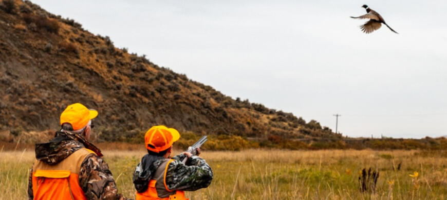 Pheasant Hunting