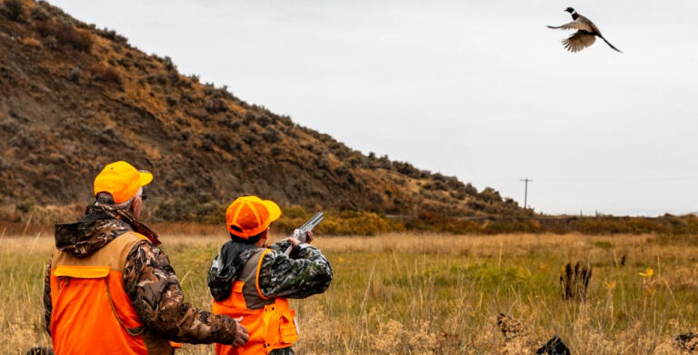 Pheasant Hunting