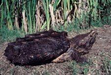 Alligator Snapping Turtle