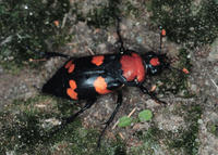 AMERICAN BURYING BEETLE