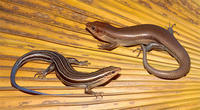 BROADHEAD SKINK 