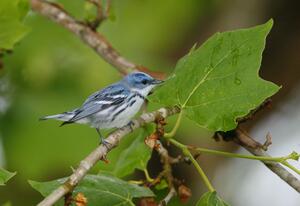 ©Bob Gress, BirdsInFocus.com