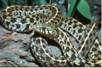 CHECKERED GARTER SNAKE