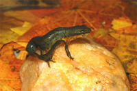 EASTERN NEWT 