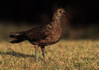 ESKIMO CURLEW