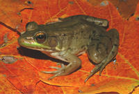 GREEN FROG