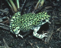 GREEN TOAD