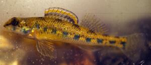 Highland Darter