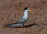 LEAST TERN