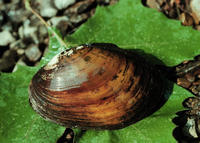 NEOSHO MUCKET MUSSEL