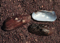 RABBITSFOOT MUSSEL