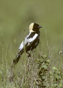 ©Bob Gress, BirdsInFocus.com