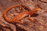 CAVE SALAMANDER