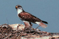 Ferruginous Hawk