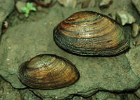 OUACHITA KIDNEYSHELL MUSSEL 