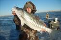 Glen Elder Striper