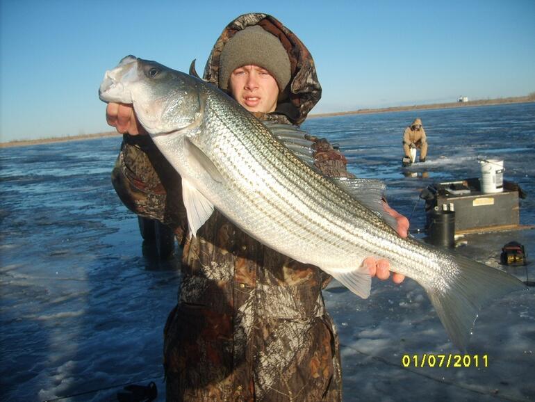 Glen Elder Striper