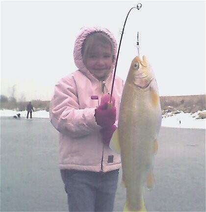 Golden Trout