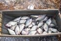 Sled full of Glen Elder crappie