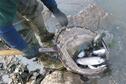 Tommie Berger stocking trout at Kanopolis Seep Stream