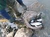 Stocking trout at the Kanopolis Seep Stream