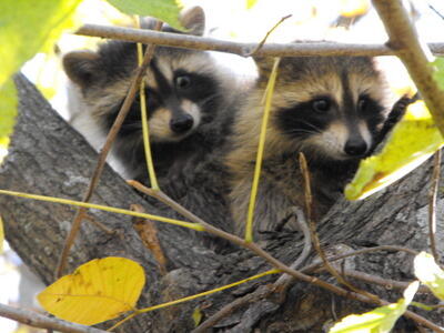 Park Wildlife - Racoons