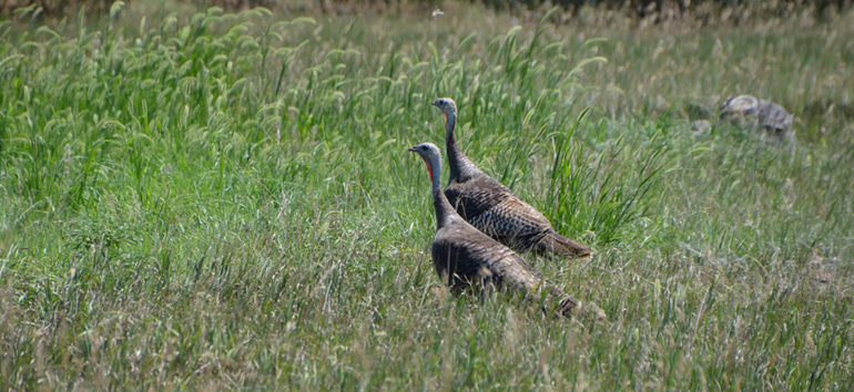 Prairie-Dog-State-Park-Turkeys