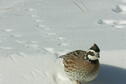 Bobwhite on White at Webster State Park